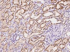MOX / MOXD1 Antibody - Immunochemical staining of human MOXD1 in human kidney with rabbit polyclonal antibody at 1:100 dilution, formalin-fixed paraffin embedded sections.