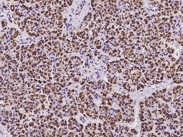 MOX / MOXD1 Antibody - Immunochemical staining of human MOXD1 in human pancreas with rabbit polyclonal antibody at 1:100 dilution, formalin-fixed paraffin embedded sections.