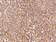 MPDU1 Antibody - Immunochemical staining of human MPDU1 in human liver with rabbit polyclonal antibody at 1:100 dilution, formalin-fixed paraffin embedded sections.
