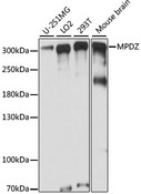 MPDZ / MUPP1 Antibody - Western blot analysis of extracts of various cell lines, using MPDZ antibody at 1:1000 dilution. The secondary antibody used was an HRP Goat Anti-Rabbit IgG (H+L) at 1:10000 dilution. Lysates were loaded 25ug per lane and 3% nonfat dry milk in TBST was used for blocking. An ECL Kit was used for detection and the exposure time was 2s.