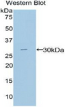 MPEG1 Antibody - Western blot of recombinant MPEG1.  This image was taken for the unconjugated form of this product. Other forms have not been tested.