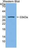 MPEG1 Antibody - Western blot of recombinant MPEG1.