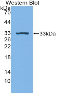 MPEG1 Antibody - Western blot of recombinant MPEG1.