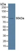 MPEG1 Antibody - Western Blot; Sample: Human Serum.