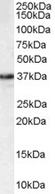 MPG Antibody - MPG antibody staining (1ug/ml) of HEK293 lysate (RIPA buffer, 35ug total protein per lane). Primary incubated for 1 hour. Detected by western blot using chemiluminescence.