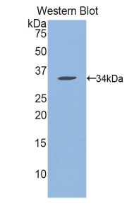 MPG Antibody - Western blot of recombinant MPG.  This image was taken for the unconjugated form of this product. Other forms have not been tested.