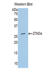 MPG Antibody - Western blot of recombinant MPG.  This image was taken for the unconjugated form of this product. Other forms have not been tested.