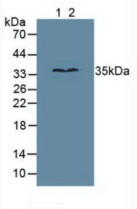 MPG Antibody - Western Blot; Sample: Lane1: Human Jurkat Cells; Lane2: Human MCF7 Cells.