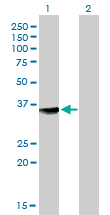 MPG Antibody - Western blot of MPG expression in transfected 293T cell line by MPG monoclonal antibody (M04), clone 1E10.