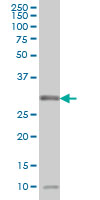 MPG Antibody - MPG monoclonal antibody (M10), clone 1G6 Western blot of MPG expression in HeLa NE.