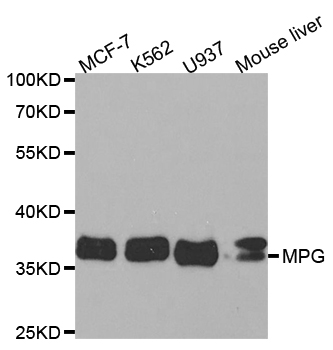 MPG Antibody - Western blot analysis of extracts of various cell lines.