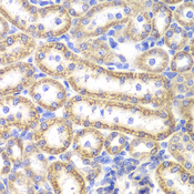 MPG Antibody - Immunohistochemistry of paraffin-embedded rat kidney tissue.