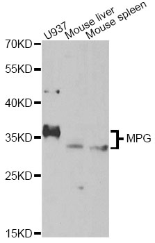 MPG Antibody - Western blot analysis of extracts of various cell lines, using MPG antibody at 1:1000 dilution. The secondary antibody used was an HRP Goat Anti-Rabbit IgG (H+L) at 1:10000 dilution. Lysates were loaded 25ug per lane and 3% nonfat dry milk in TBST was used for blocking. An ECL Kit was used for detection and the exposure time was 40s.
