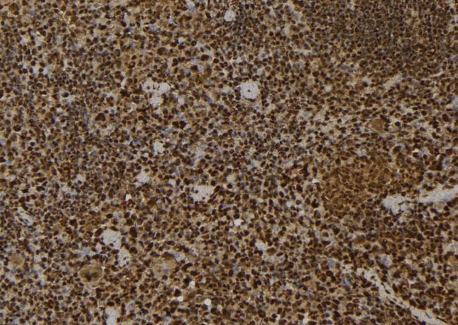 MPG Antibody - 1:100 staining mouse spleen tissue by IHC-P. The sample was formaldehyde fixed and a heat mediated antigen retrieval step in citrate buffer was performed. The sample was then blocked and incubated with the antibody for 1.5 hours at 22°C. An HRP conjugated goat anti-rabbit antibody was used as the secondary.