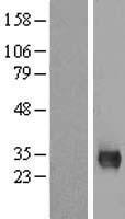 MPG Protein - Western validation with an anti-DDK antibody * L: Control HEK293 lysate R: Over-expression lysate