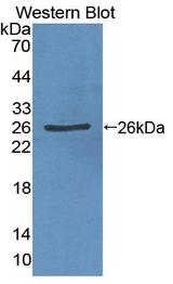 MPHOSPH6 Antibody - Western blot of MPHOSPH6 antibody.