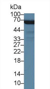 MPHOSPH6 Antibody - Western Blot; Sample: Human 293T cell lysate; Primary Ab: 5µg/ml Rabbit Anti-Mouse MPP6 Antibody Second Ab: 0.2µg/mL HRP-Linked Caprine Anti-Rabbit IgG Polyclonal Antibody (Catalog: SAA544Rb19