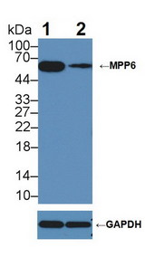 MPHOSPH6 Antibody - Knockout Varification: Lane 1: Wild-type HepG2 cell lysate; Lane 2: MPP6 knockout HepG2 cell lysate; Predicted MW: 63kDa Observed MW: 63kDa Primary Ab: 5µg/ml Rabbit Anti-Mouse MPP6 Antibody Second Ab: 0.2µg/mL HRP-Linked Caprine Anti-Rabbit IgG Polyclonal Antibody