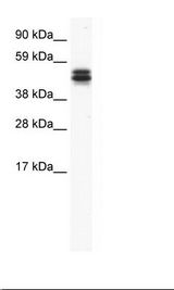 MPND Antibody - NIH 3T3 Cell Lysate.  This image was taken for the unconjugated form of this product. Other forms have not been tested.