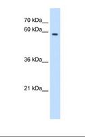 MPND Antibody - HepG2 cell lysate. Antibody concentration: 2.5 ug/ml. Gel concentration: 12%.  This image was taken for the unconjugated form of this product. Other forms have not been tested.