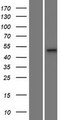 MPND Protein - Western validation with an anti-DDK antibody * L: Control HEK293 lysate R: Over-expression lysate