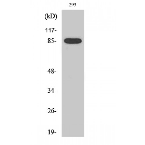 MPO / Myeloperoxidase Antibody - Western blot of Cleaved-MPO 89k (A49) antibody
