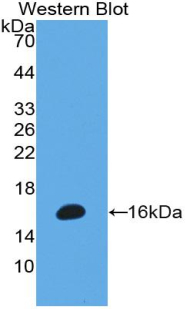 MPO / Myeloperoxidase Antibody - Western Blot; Sample: Recombinant protein.