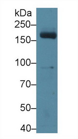 MPO / Myeloperoxidase Antibody - Western Blot; Sample: Mouse Serum; Primary Ab: 3µg/ml Rabbit Anti-Mouse MPO Antibody Second Ab: 0.2µg/mL HRP-Linked Caprine Anti-Rabbit IgG Polyclonal Antibody