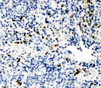 MPO / Myeloperoxidase Antibody - IHC-P: MPO antibody testing of mouse spleen tissue