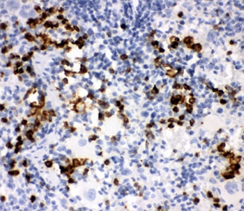 MPO / Myeloperoxidase Antibody - IHC-P: MPO antibody testing of rat spleen tissue