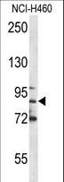 MPO / Myeloperoxidase Antibody - MPO Antibody western blot of NCI-H460 cell line lysates (35 ug/lane). The MPO antibody detected the MPO protein (arrow).