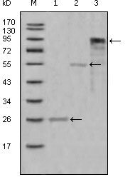 MPO / Myeloperoxidase Antibody - Myeloperoxidase Antibody in Western Blot (WB)