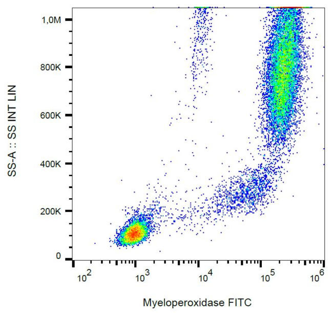 MPO / Myeloperoxidase Antibody - Intracellular staining of human peripheral blood with anti-myeloperoxidase (MPO421-8B2) FITC.