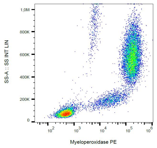 MPO / Myeloperoxidase Antibody - Intracellular staining of human peripheral blood with anti-myeloperoxidase (MPO421-8B2) PE.