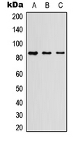 MPO / Myeloperoxidase Antibody - Western blot analysis of Myeloperoxidase 84k expression in HEK293T (A); Raw264.7 (B); H9C2 (C) whole cell lysates.