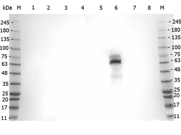 MPO / Myeloperoxidase Antibody - Western Blot of Rabbit anti-Myeloperoxidase antibody. Marker: Opal Pre-stained ladder  Lane 1: HEK293 lysate  Lane 2: HeLa Lysate  Lane 3: MCF-7 Lysate  Lane 4: Jurkat Lysate  Lane 5: A549 Lysate  Lane 6: HL-60 Lysate  Lane 7: Raji Lsyate  Lane 8: NIH/3T3 Lysate  Load: 35 µg per lane. Primary antibody: Myeloperoxidase antibody at 1:10,000 for overnight at 4°C. Secondary antibody: Peroxidase rabbit secondary antibody at 1:30,000 for 60 min at RT.