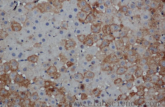 MPO / Myeloperoxidase Antibody - Immunohistochemistry of paraffin-embedded mouse liver using MPO Polyclonal Antibody at dilution of 1:50.