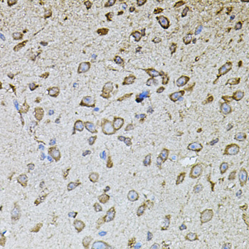 MPO / Myeloperoxidase Antibody - Immunohistochemistry of paraffin-embedded mouse brain using MPO antibodyat dilution of 1:100 (40x lens).