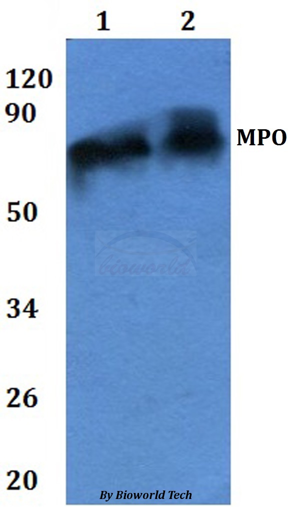 MPO / Myeloperoxidase Antibody - Western blot of MPO antibody at 1:500 dilution. Lane 1: HEK293T whole cell lysate. Lane 2: RAW264.7 whole cell lysate.