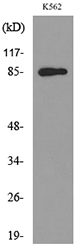 MPO / Myeloperoxidase Antibody - Western blot analysis of lysate from K562 cells, using MPO Antibody.