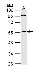 MPP1 Antibody - Sample (30 ug of whole cell lysate). A: Hep G2 . 10% SDS PAGE. MPP1 antibody diluted at 1:1000.
