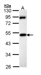 MPP1 Antibody - Sample (30 ug of whole cell lysate). A: Hela. 10% SDS PAGE. MPP1 antibody diluted at 1:1000.