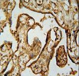 MPP1 Antibody - MPP1 Antibody immunohistochemistry of formalin-fixed and paraffin-embedded human placenta tissue followed by peroxidase-conjugated secondary antibody and DAB staining.
