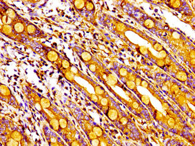 MPP1 Antibody - Immunohistochemistry image of paraffin-embedded human small intestine tissue at a dilution of 1:100