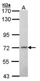 MPP2 Antibody - Sample (30 ug of whole cell lysate). A: H1299. 7.5% SDS PAGE. MPP2 antibody diluted at 1:1000