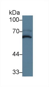 MPP2 Antibody - Western Blot; Sample: Mouse Cerebrum lysate; Primary Ab: 5µg/ml Rabbit Anti-Mouse MPP2 Antibody Second Ab: 0.2µg/mL HRP-Linked Caprine Anti-Rabbit IgG Polyclonal Antibody