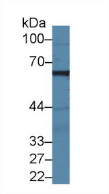 MPP2 Antibody - Western Blot; Sample: Porcine Cerebrum lysate; Primary Ab: 2µg/ml Rabbit Anti-Human MPP2 Antibody Second Ab: 0.2µg/mL HRP-Linked Caprine Anti-Rabbit IgG Polyclonal Antibody
