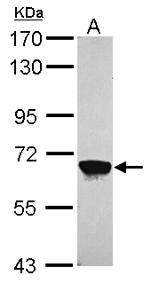 MPP2 Antibody - Sample (30 ug of whole cell lysate). A: A549. 7.5% SDS PAGE. MPP2 antibody diluted at 1:1000.