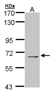 MPP3 Antibody - Sample (30 ug of whole cell lysate). A: H1299. 7.5% SDS PAGE. MPP3 antibody diluted at 1:500