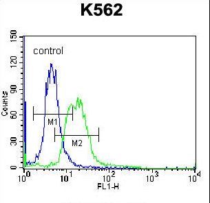 MPP3 Antibody - MPP3 Antibody flow cytometry of K562 cells (right histogram) compared to a negative control cell (left histogram). FITC-conjugated donkey-anti-rabbit secondary antibodies were used for the analysis.